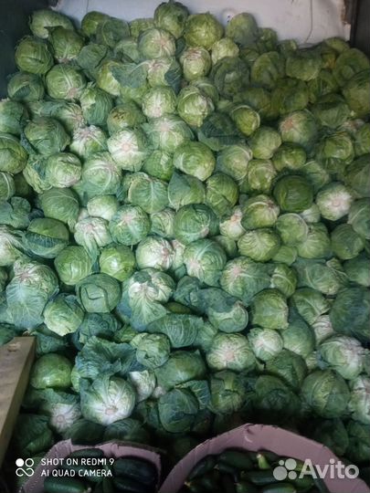 Капуста молодая, огурцы