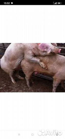Хряк на продажу