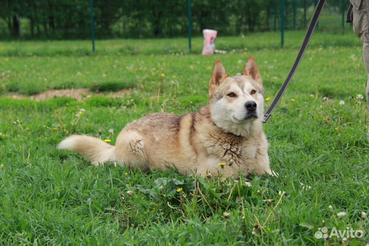 Иртыш, метис хаски из приюта