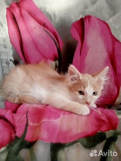 Отдам в добрые руки