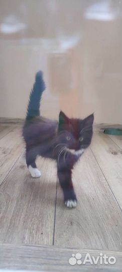 Кошки в добрые руки