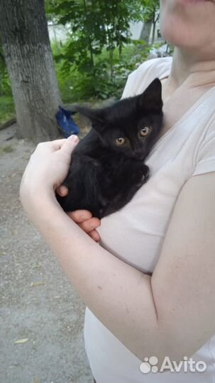 Котенок мальчик