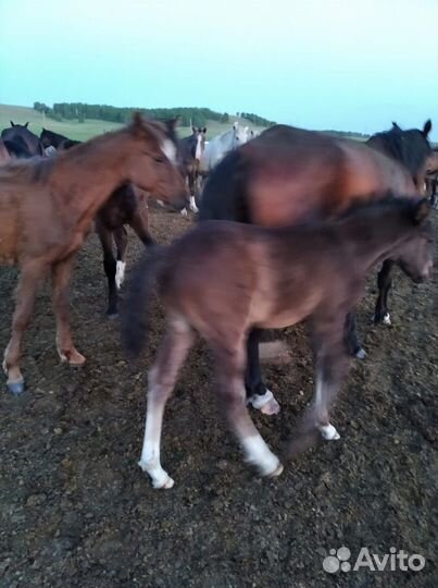 Продам кобылу с жеребёноком