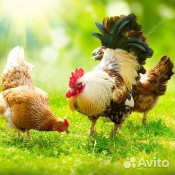 Куры молодки несушки