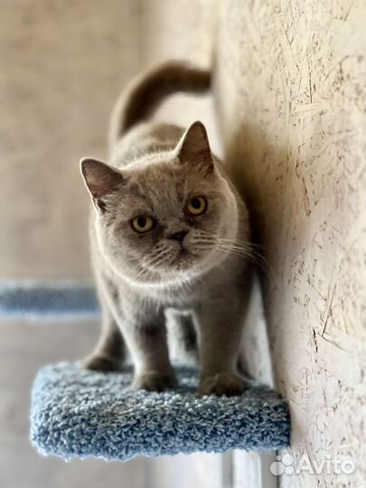 Британская кошка бесплатно в добрые руки