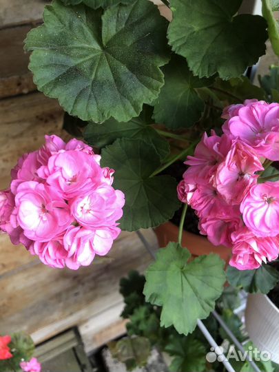 Пеларгония герань,срезы