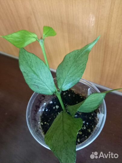 Комнатные цветы кампанула