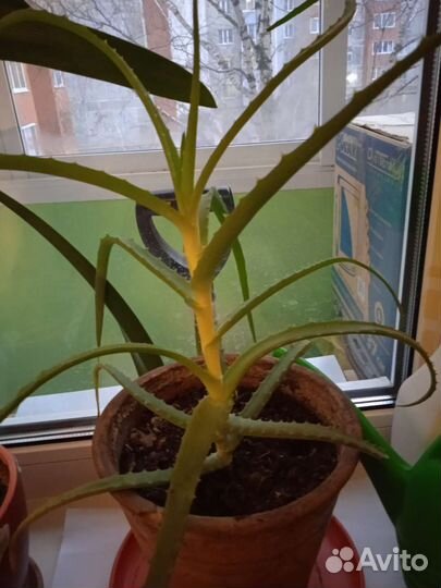 Алоэ, хлорофитум, декабрист