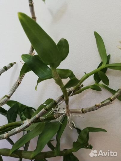 Орхидея Дендробиум белая