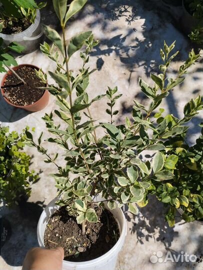 Садовые многолетники растения кустарники