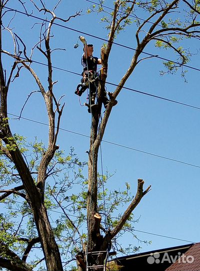 Спиливание деревьев в Ейске и Ейском районе