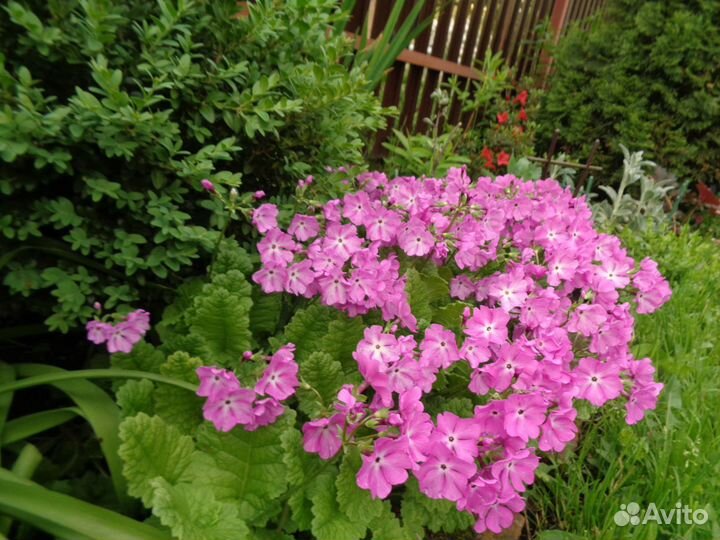 Садовые растения