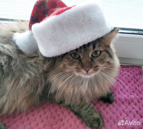 Деда Мороза вызывали Тогда мы едем к вам