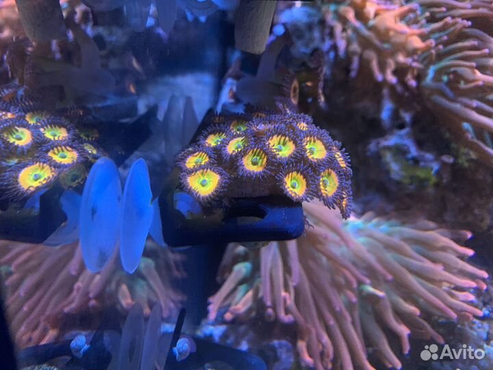 Морские кораллы