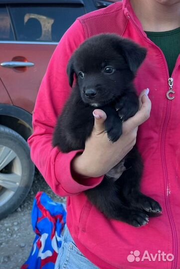 Спасите щенков