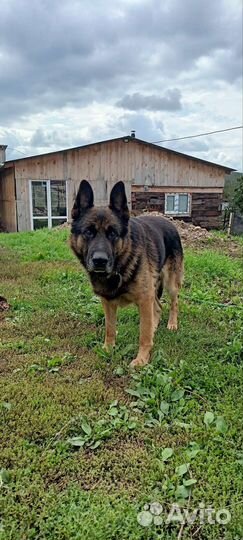 Щенки немецкой овчарки