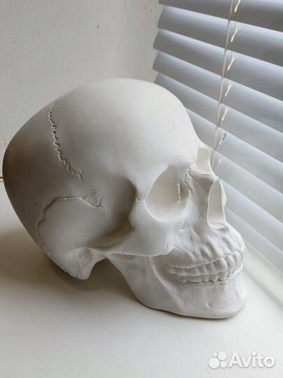 Череп гипсовый