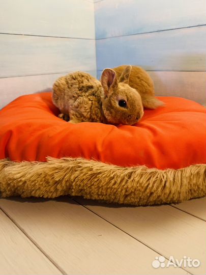 Породистые мини кролики