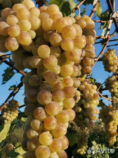 Саженцы винограда