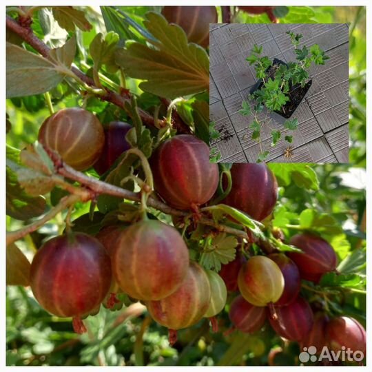 Крыжовник безшипый