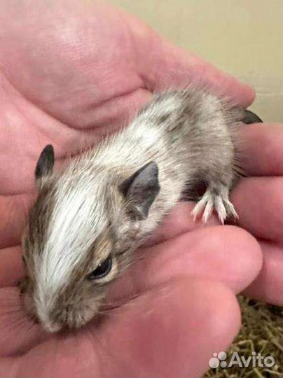 Белочки Дегу