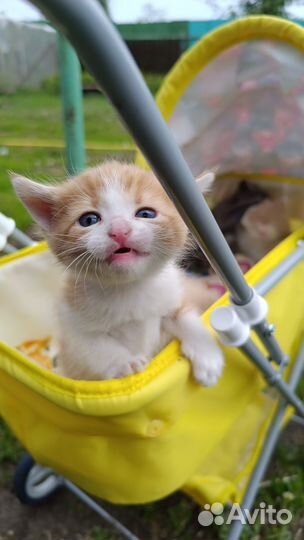 Котята в добрые руки