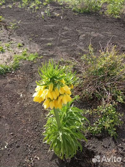 Рябчик императорский 