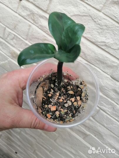 Замиокулькас Зензи