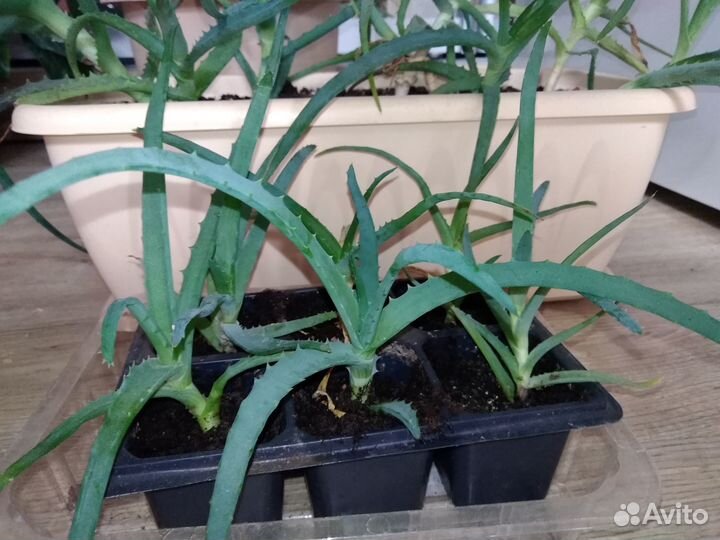 Алоэ лекарственный