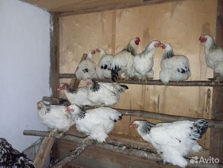Куры брама