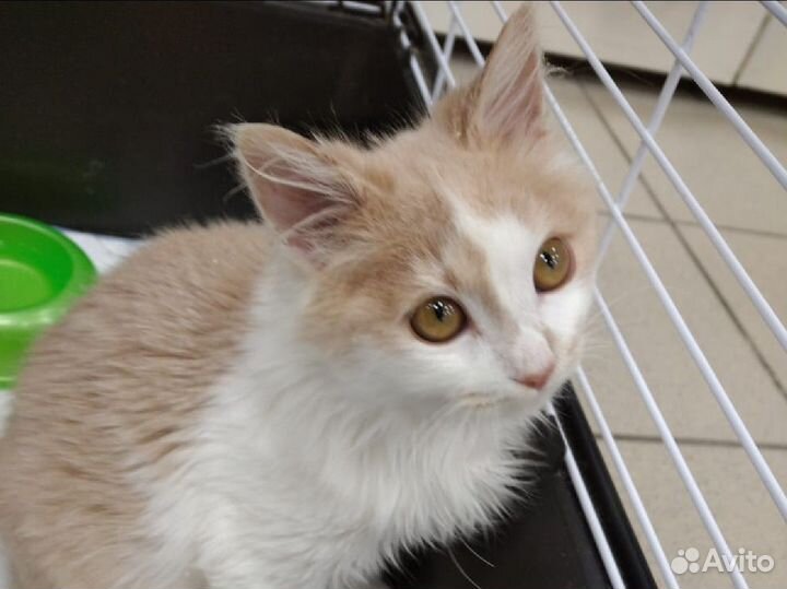 Котенок в добрые руки