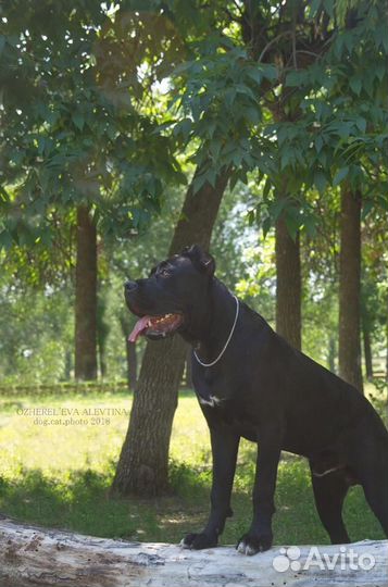 Кобель вязка кане корсо