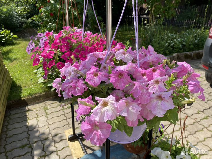 Петуния ампельная, каскадная и кустовая в кашпо