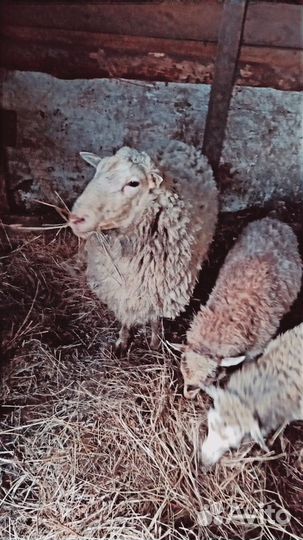 Бараны куйбышевские