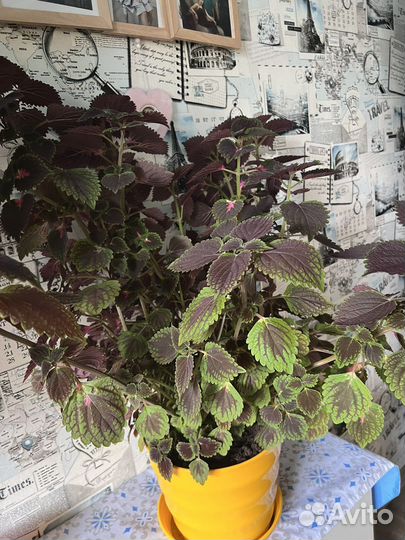 Комнатные растения