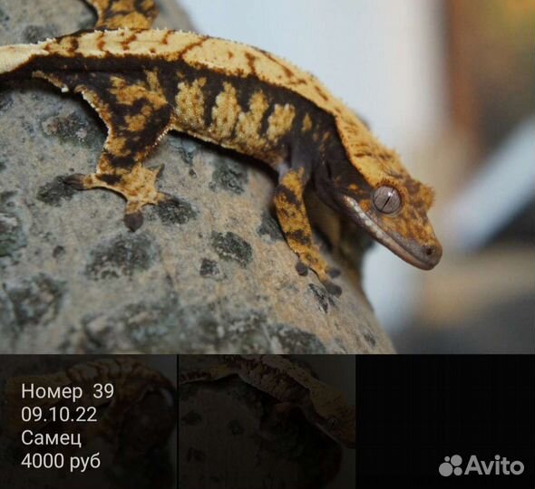 Реснитчатые бананоеды