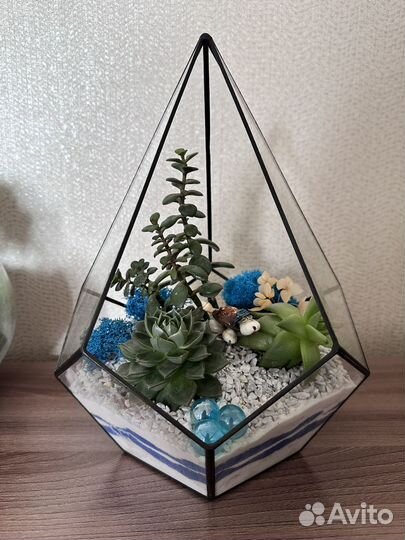 Флорариум суккуленты