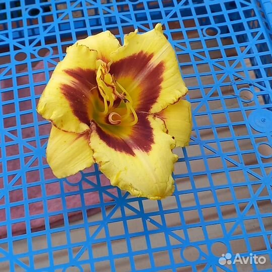 Продам лилейники