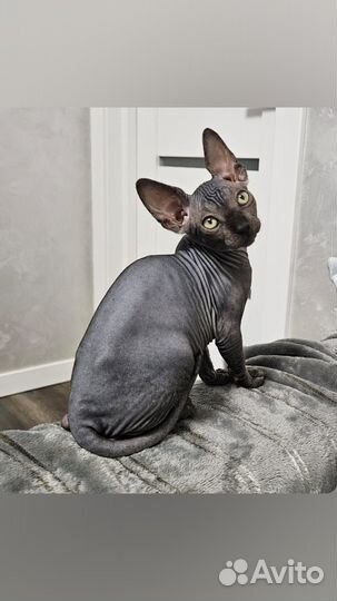 Канадский сфинкс