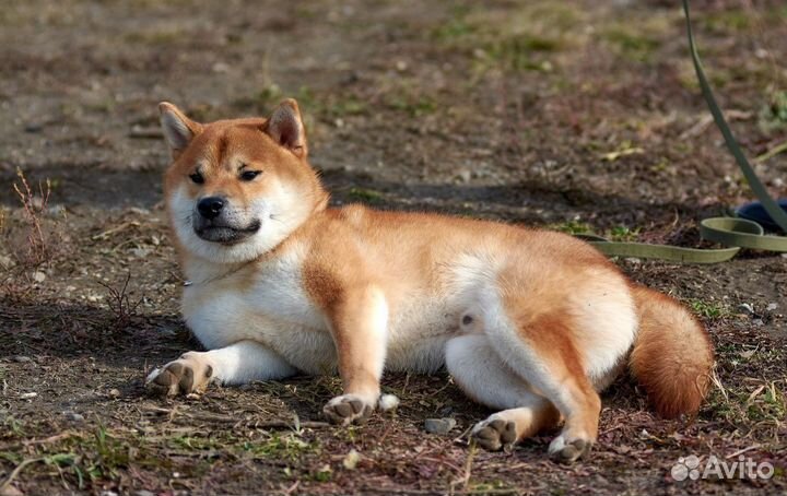 Вязка кобель