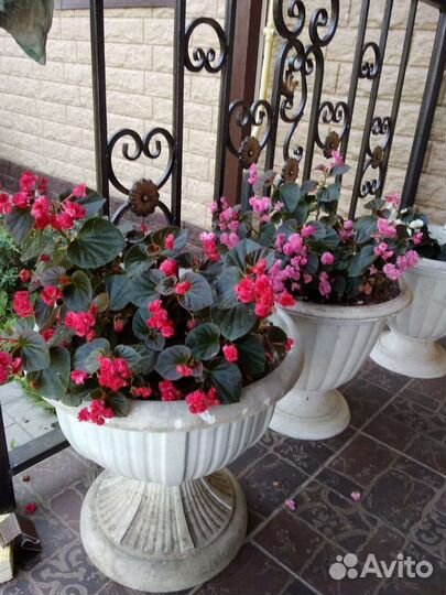 Бегонии 7 видов
