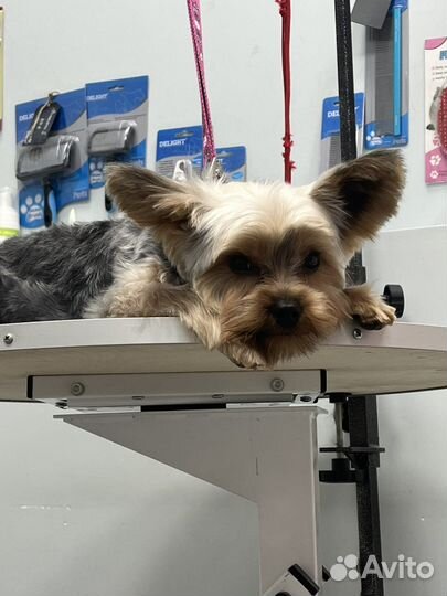 Стрижка собак и кошек (груминг )