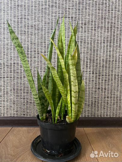 Сансевиерия