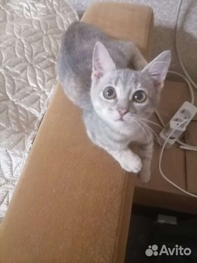 Котенок очаровашка. В добрый руки