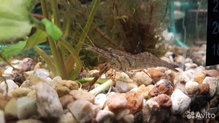 Рыбки, креветки, грунт