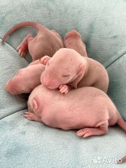 Крысята дамбо рекс