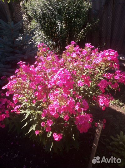 Цветы флоксы