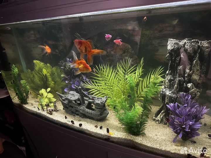 Аквариум