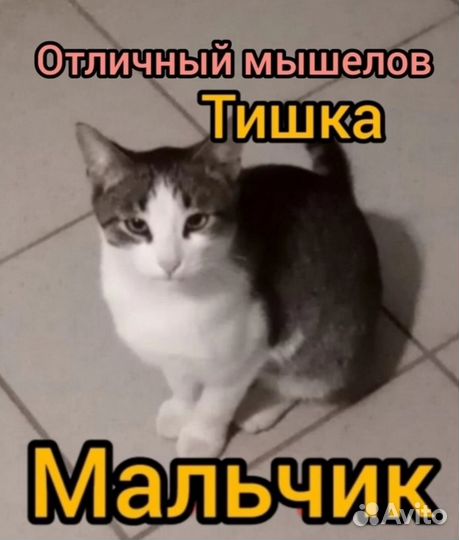 Котик в добрые руки