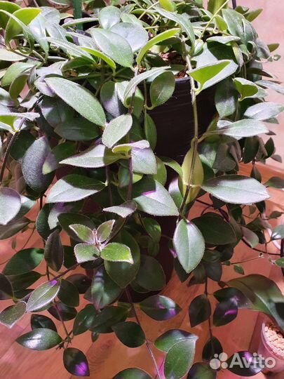 Комнатные растения